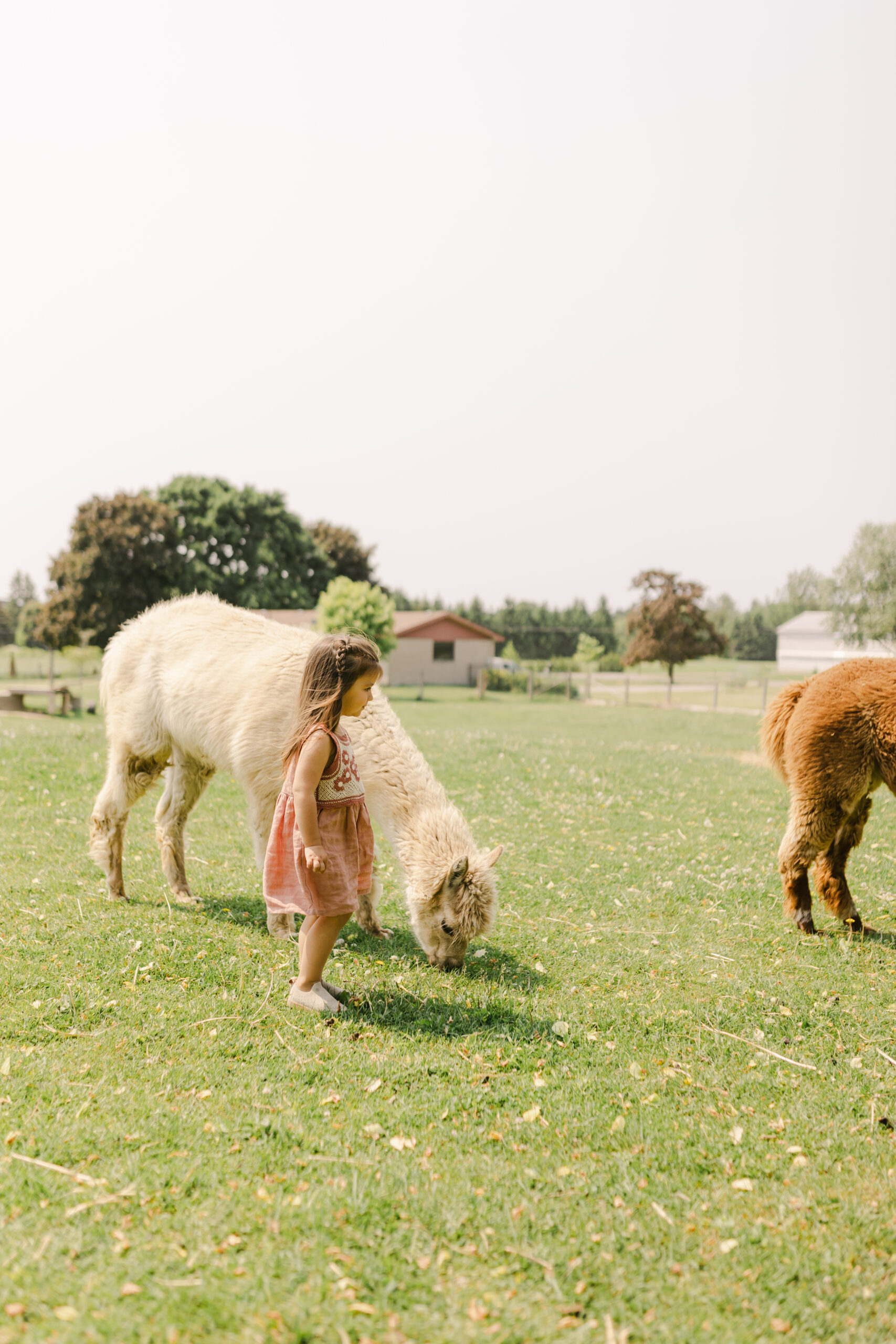 A girl petting an Alpaca in Toronto